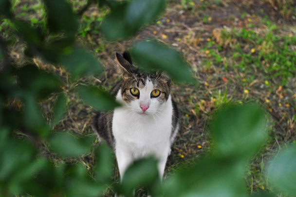 Portré bolyhos macska bujkál a növényzet  - Fotó, kép