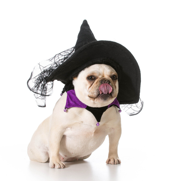 dog dressed like a witch - 写真・画像