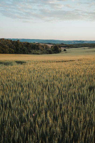 A wheat field in the countryside - Zdjęcie, obraz