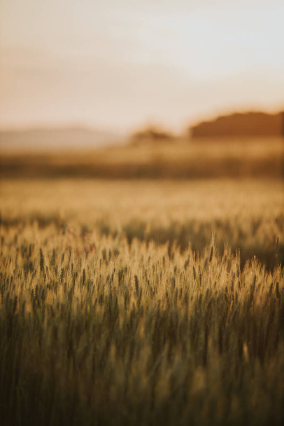Зелене і жовте поле в сільській місцевості
 - Фото, зображення