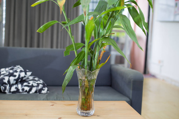 A closeup shot of lucky bamboo plants roots in a glass vase - Foto, Bild