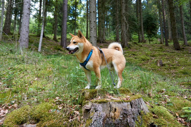 A brown Shiba Inu with harness standing on a tree stump in the forest - Photo, image