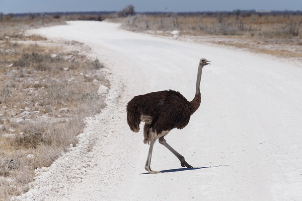 Женский страус - Сафари-парк Этоша в Намибии
 - Фото, изображение