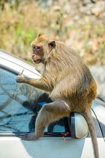 apina istuu autossa. - Valokuva, kuva