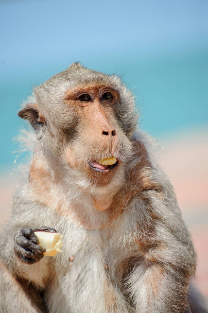portrét roztomilé opice - Fotografie, Obrázek