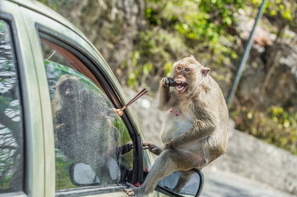 małpa siedzi na samochodzie - Zdjęcie, obraz