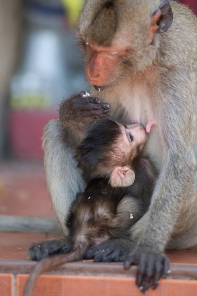 mono en el zoológico - Foto, imagen