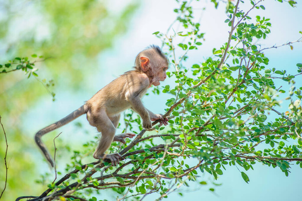 majom a dzsungelben - Fotó, kép