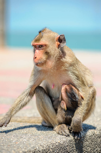 Χαριτωμένο μικρό μακάκ μαϊμού στην παραλία - Φωτογραφία, εικόνα