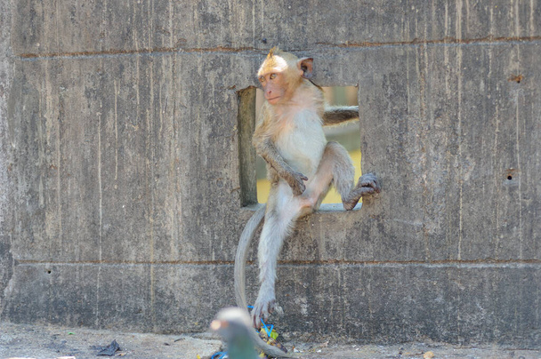 małpa w zoo - Zdjęcie, obraz