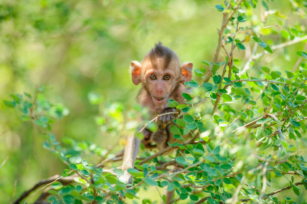 милый обезьяна в лесу - Фото, изображение