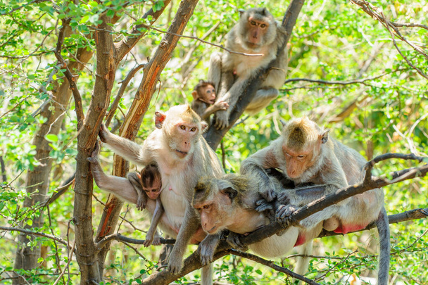 μαϊμούδες στη ζούγκλα - Φωτογραφία, εικόνα
