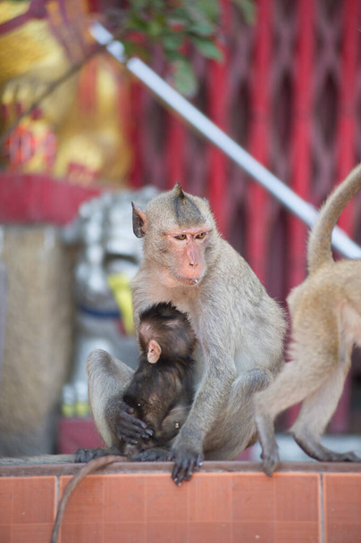 singe dans le zoo - Photo, image