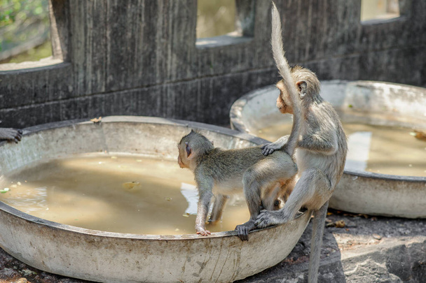 Макаки проводят водные процедуры на обезьяньей горе - Фото, изображение