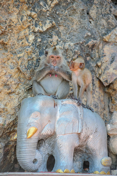majmok az állatkertben - Fotó, kép