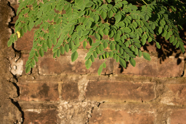 Čerstvé listy zelené Moringy. Staré cihlové zdi jsou pokryty zelenými listy. To může být krásné pozadí. - Fotografie, Obrázek