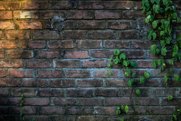Hojas de Moringa Verde Fresco. Las viejas paredes de ladrillo están cubiertas con hojas verdes. - Foto, Imagen