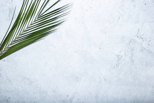 Groen blad van een palmboom op een betonnen achtergrond. Bovenaanzicht, vlak lay. - Foto, afbeelding