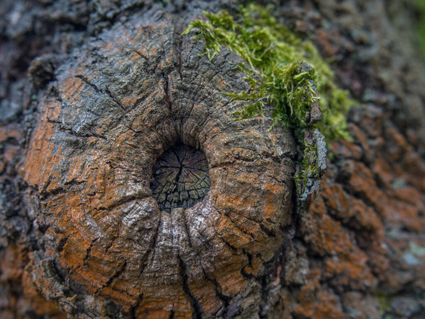 Background. Bark of a tree with knot and algae - Foto, immagini