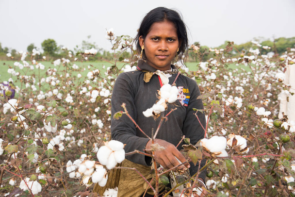 Indian woman harvesting cotton in a cotton field, Maharashtra, India. - Valokuva, kuva