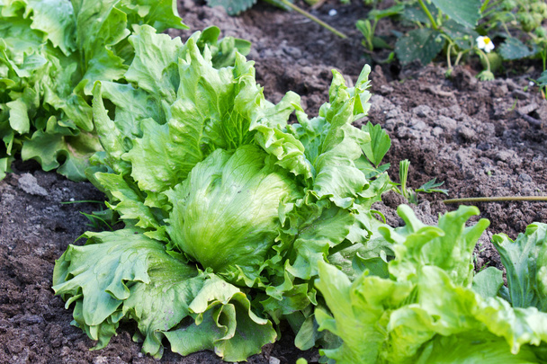 yeşil salata - Fotoğraf, Görsel