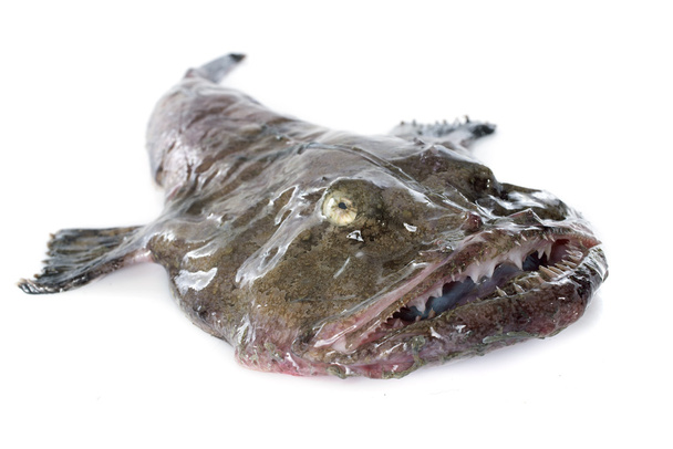 monkfish - Fotografie, Obrázek