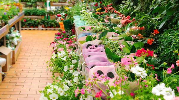 Virágüzlet a kertészeti központban. Változatos virágzó cserepes növények otthoni és kerti. Polcok gyönyörű virágokkal a szezonális eladásra.  - Fotó, kép