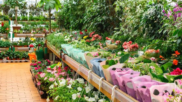Sale in the garden center. Shelves in the store are lined with pots of home and garden plants in bloom. A nursery with beautiful plants during the sales season. - Photo, Image