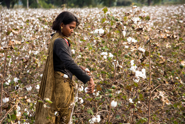 Indian woman harvesting cotton in a cotton field, Maharashtra, India. - 写真・画像
