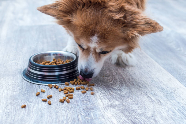 Ginger dog eating dry food from a bowl on a gray floor. food is scattered on the floor - Фото, изображение
