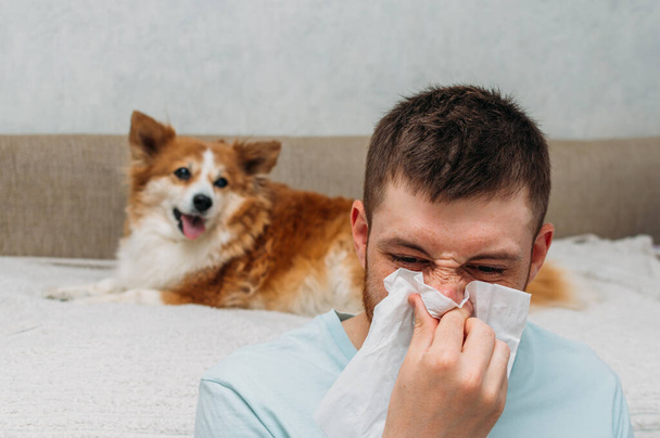 Concept d'allergie aux fourrures animales. Un homme au nez qui coule sur le fond d'un chien - Photo, image