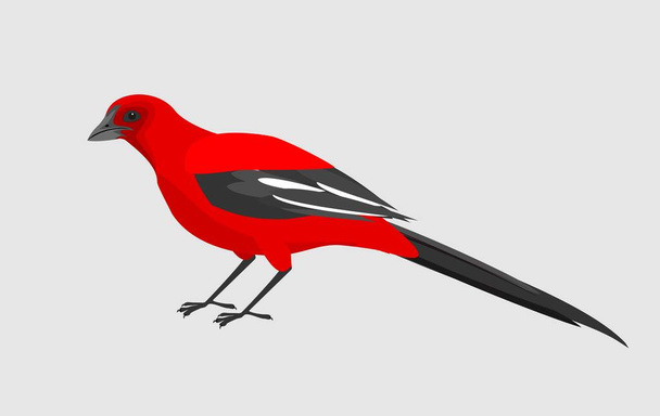 Red bird isolated vector on white bacground - Vector, Image