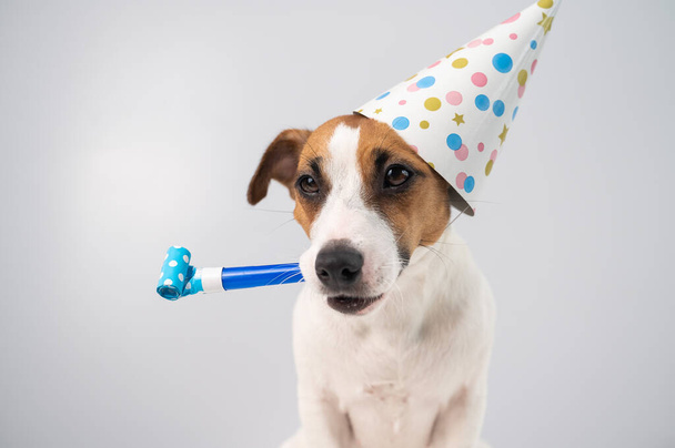 Funny Jack Russell Terrier dog wearing a birthday cap holding a whistle on a white background. - Valokuva, kuva