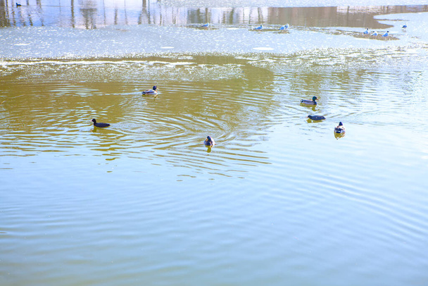 Wild ducks swimming on the winter lake - Zdjęcie, obraz