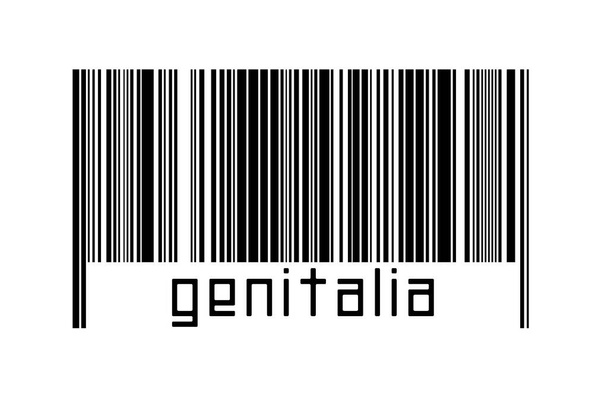 Digitaliseringsconcept. Barcode van zwarte horizontale lijnen met onderstaande inscriptie genitaliën. - Foto, afbeelding
