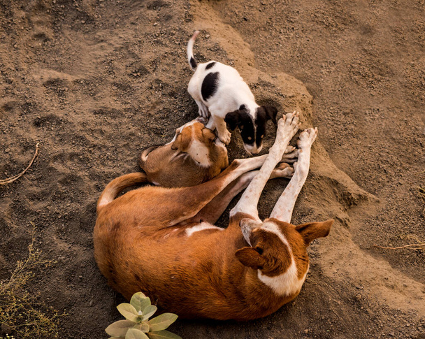 Мать-собака с щенками - Фото, изображение