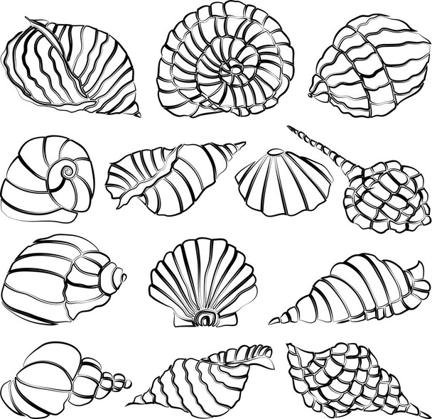 Vector illustration of contour drawings various abstract sea shells - Vektör, Görsel