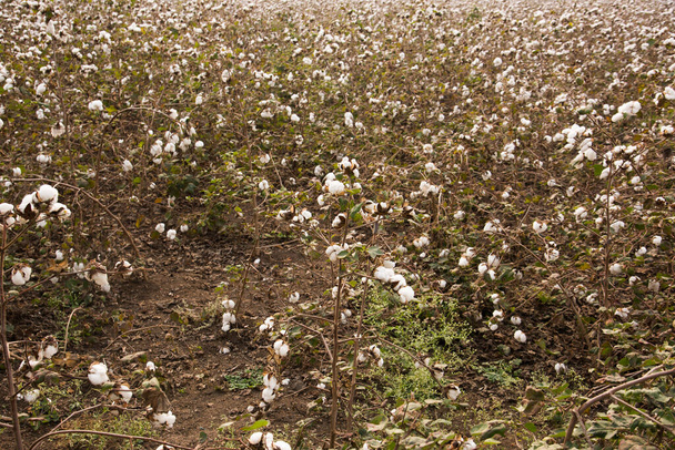 Campos de algodón listos para cosechar - Foto, imagen
