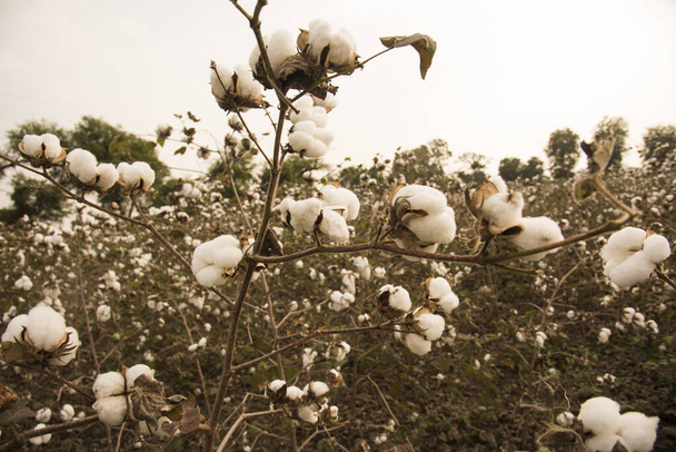 Cotton fields ready for harvesting - Foto, immagini
