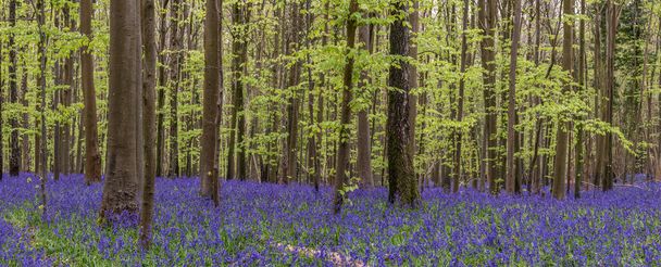 Beautiful soft spring light in bluebell woods in English countryside during calm mornng - Photo, Image