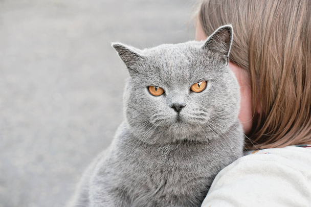 bonito cinza britânico shorthair gato olhando para a câmera e sentado nas mãos da menina. menina abraçando ou abraçando seu gato de estimação. Pessoa irreconhecível. conceito de amigos animais. - Foto, Imagem