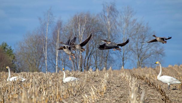Дикі гуси і лебеді разом на полі ранньою весною. Taiga bean goose (Anser fabalis) and Whooper swan (Cygnus cygnus). - Фото, зображення