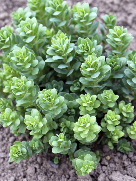 Седум растение также известное как камушек или crassula в клумбе - Фото, изображение