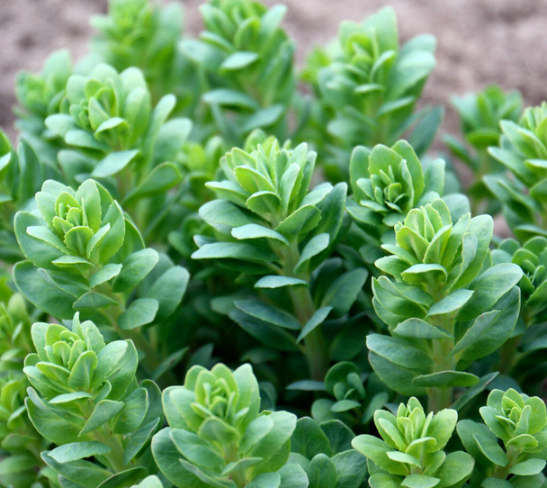 Седум растение также известное как камушек или crassula в клумбе - Фото, изображение