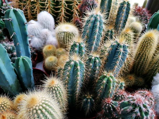Piękne małe kaktusy mieszanki pełnowarstwowe obrazy. Zielony kaktusowe tło obrazy akcji. Różne rodzaje roślin kaktusów z bliska stock photo - Zdjęcie, obraz