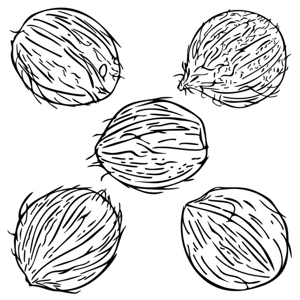 Illustrazione vettoriale con raccolta di contorni di noci di cocco. Design in bianco e nero. - Vettoriali, immagini