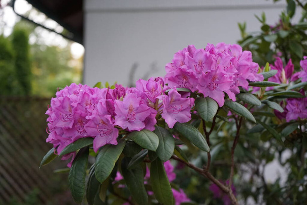 The pink rhododendron blooms in the garden at the end of May. Berlin, Germany  - Photo, Image