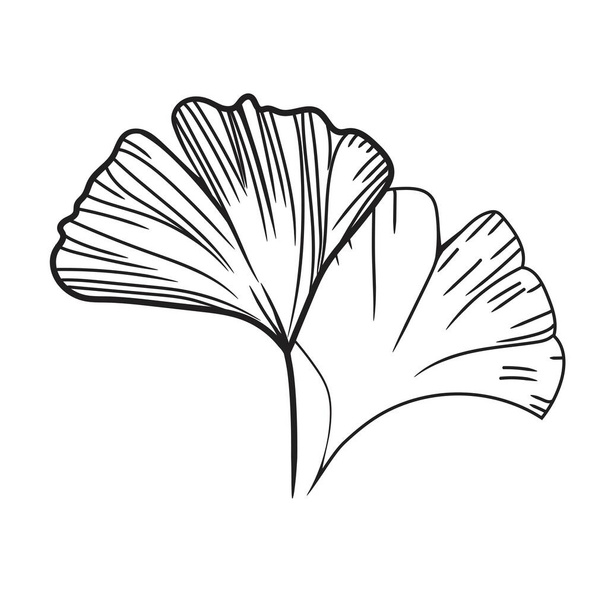 Line hand drawn of Ginkgo biloba illustration - Vector, afbeelding