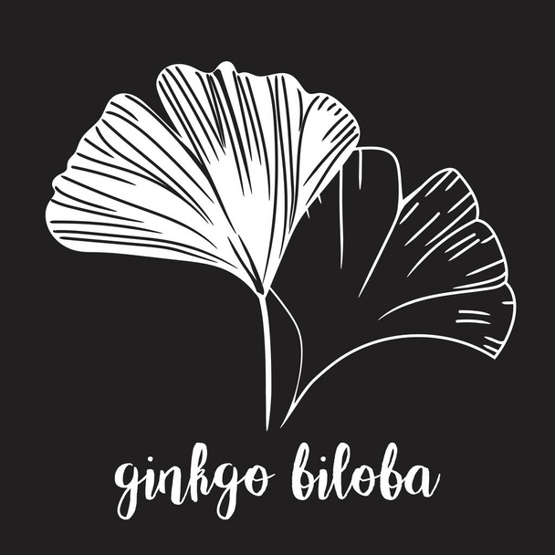 Linienhandzeichnung von Ginkgo biloba Illustration - Vektor, Bild