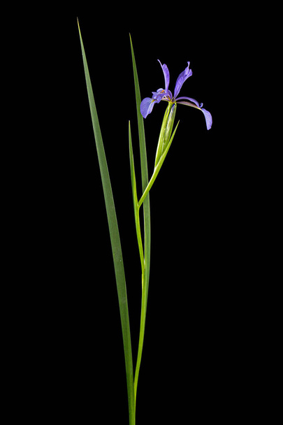 Violet flower of marsh iris, lat. Iris pseudacorus, isolated on black background - Valokuva, kuva